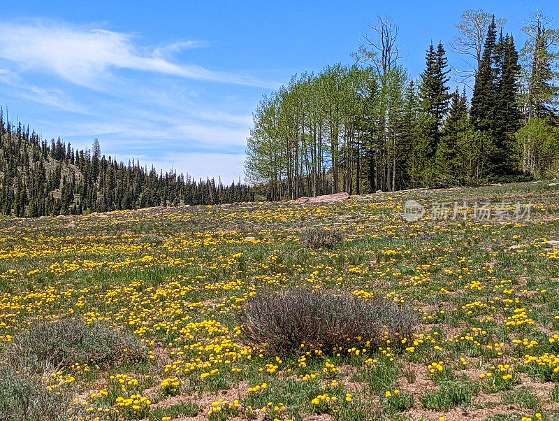 春天的高山草地，在通往Brian Head Peak和Cedar Breaks国家纪念碑的路上，在犹他州雪松城的纳瓦霍湖附近